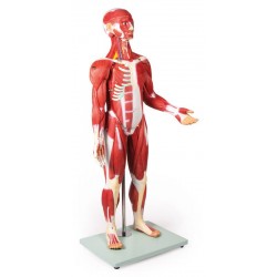 Anatomisch Spiermodel, 30-delig, 85 cm