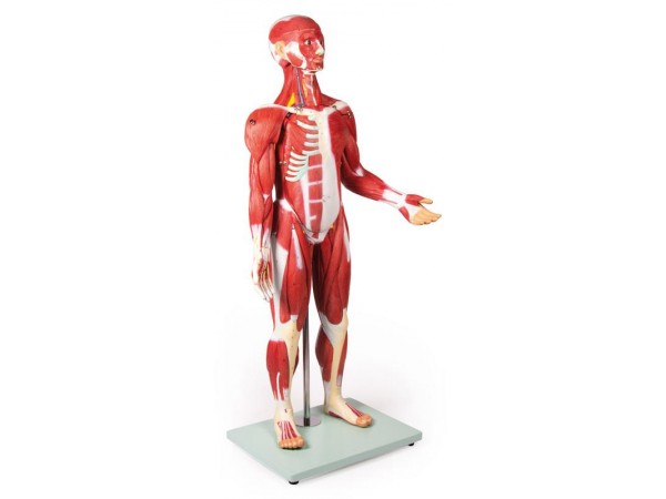 Anatomisch Spiermodel, 30-delig, 85 cm