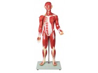 Anatomisch Spiermodel, 30-delig, 85 cm