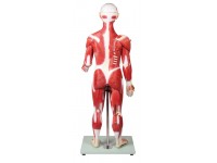 Anatomisch Spiermodel, 30-delig, 85 cm