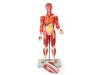 Anatomisch Spiermodel, 30-delig, 85 cm