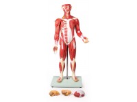 Anatomisch Spiermodel, 30-delig, 85 cm