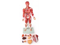 Anatomisch Spiermodel, 30-delig, 85 cm