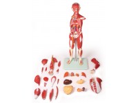 Anatomisch Spiermodel, 30-delig, 85 cm