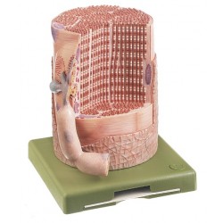 Spiervezel Model met Motorische Eindplaat