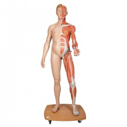 Twee-slachtig Europees Spieren model, WARE GROOTTE