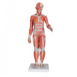 Vrouwelijk Spieren model, 84 cm