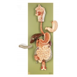 Anatomisch Model Spijsverteringskanaal