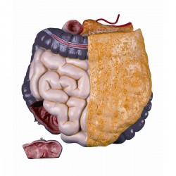 Darmen Model, 2-delig
