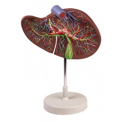 Lever Model, 1,5 keer vergroot