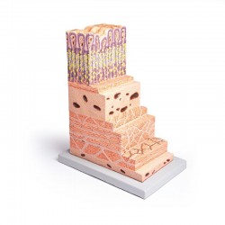 Micro-anatomie Model Maagwand