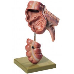 Model Appendix en Blinde Darm