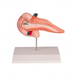 Pancreas en Duodenum Model
