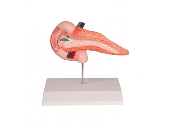 Pancreas en Duodenum Model