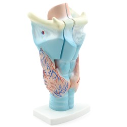 Anatomisch Model Strottenhoofd, Budget