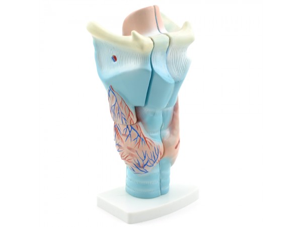 Anatomisch Model Strottenhoofd, Budget