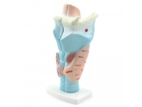 Anatomisch Model Strottenhoofd, Budget