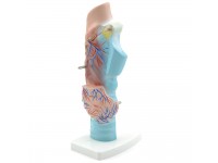 Anatomisch Model Strottenhoofd, Budget