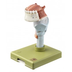 Anatomisch Model Strottenhoofd met Tong, 5-delig Anatomisch Model Strottenhoofd met Tong, 5-delig