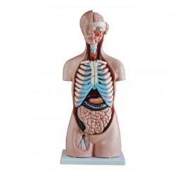 Budget Geslachtsloze Torso 85 cm, 20-delig