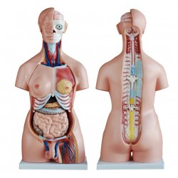 Anatomie Model Torso Budget Groot, 85 cm, 21-delig