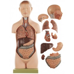 Anatomisch Model Torso Jongen, 52 cm, 11-delig