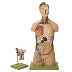 Anatomisch Model Torso Man/Vrouw, 20-delig