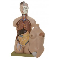 Anatomisch Model Torso Vrouw, 86 cm, 13-delig
