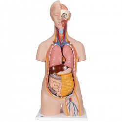 Classic unisex torso, 14-delig rompmodel