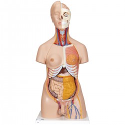 Deluxe man/vrouw torso, 20 delig rompmodel