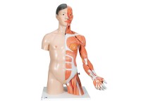 Anatomisch Model Torso met Armspieren, 33-delig