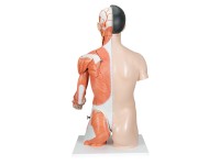 Anatomisch Model Torso met Armspieren, 33-delig