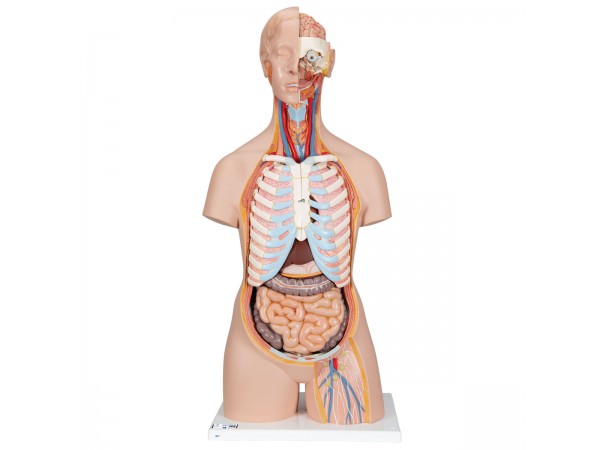 Geslachtsloos Torsomodel met Open Rug (21-delig)