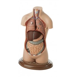 Klein Anatomiemodel Torso Jongen zonder Hoofd, 7-delig