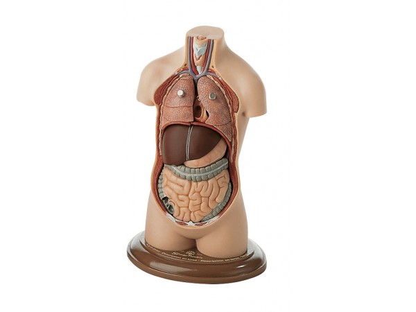 Klein Anatomiemodel Torso Jongen zonder Hoofd, 7-delig