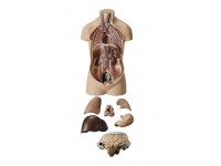 Klein Anatomiemodel Torso Jongen zonder Hoofd, 7-delig