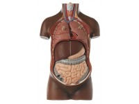 Klein Anatomiemodel Torso Jongen zonder Hoofd, 7-delig