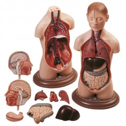 Klein Anatomiemodel Torso Jongen, 9-delig