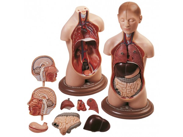 Klein Anatomiemodel Torso Jongen, 9-delig