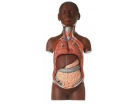 Klein Anatomiemodel Torso Jongen, 9-delig