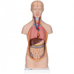 Mini Torso, 12-delig