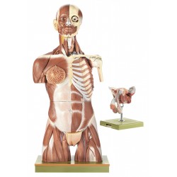 Spiermodel Torso met Hoofd en Verwisselbare Genitalia