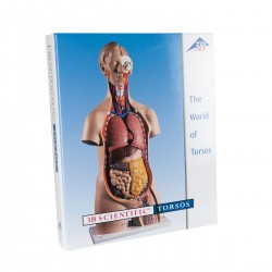 Torso Handboek