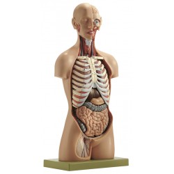 Torso Man met Hoofd, 15-delig