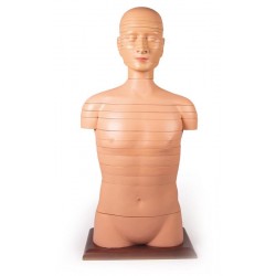 Torso Model met Dwarsdoorsnedes, 24-delig