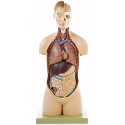 Torso Model Jongen met Hoofd, 8-delig