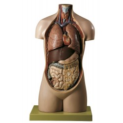 Torso Model Jongen zonder Hoofd, 8-delig