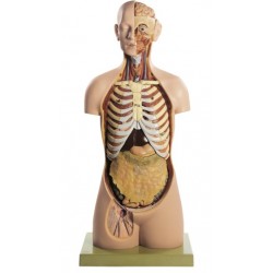 Torso Model Man met Open Rug, 20-delig