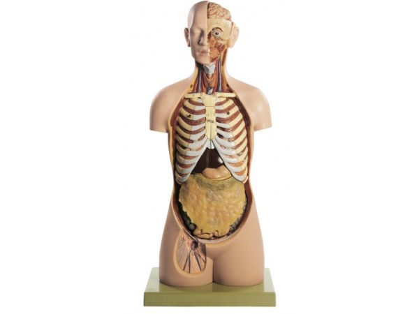 Torso Model Man met Open Rug, 20-delig