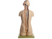 Torso Model Man met Open Rug, 20-delig